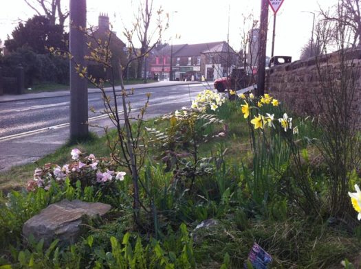 Flowers in Crosspool