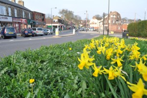 Daffodils in Crosspool precinct