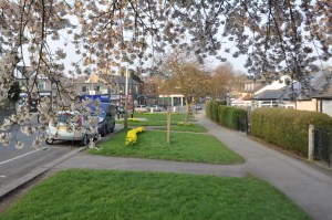 Blossom and daffodils