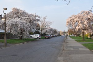 Blossom on Watt Lane