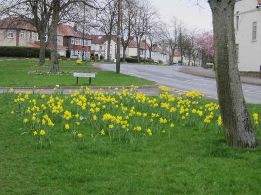 Coppice View daffodils