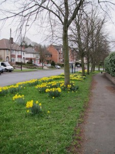 Manchester Road daffodils