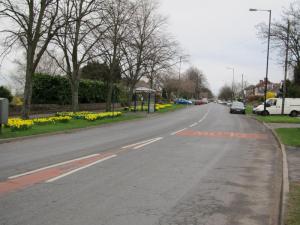 Manchester Road daffodils