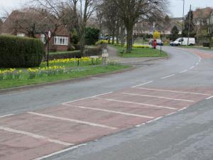 Manchester Road daffodils