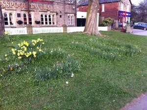 S10 daffodils on verge outside Crosspool Tavern