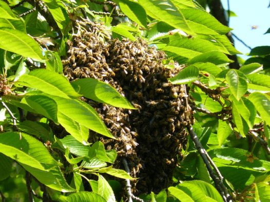 Bees in the Watt Lane cherry tree
