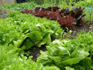 Crosspool Open Gardens 2011