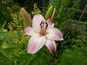 Crosspool Open Gardens 2011