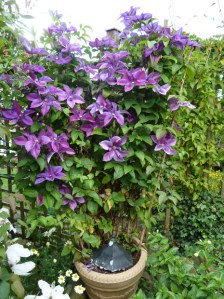 Crosspool Open Gardens 2011