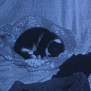 Have you seen missing moggie Maxi?