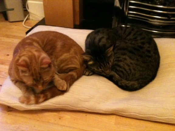 Have you seen ginger cat Lola (left)?