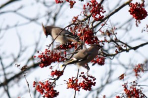 Waxwings in Crosspool © Kim Redgrave