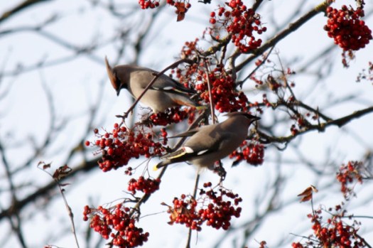 Waxwings in Crosspool © Kim Redgrave