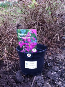 Lydgate Green planting and tidy-up day, Saturday 27 April 2013