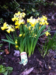 Lydgate Green planting and tidy-up day, Saturday 27 April 2013