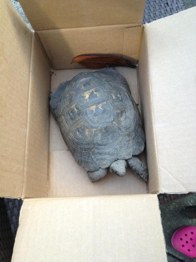 Can you help reunite this Manchester Road tortoise with its owner?