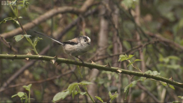 Rivelin Vally featured on BBC Springwatch show