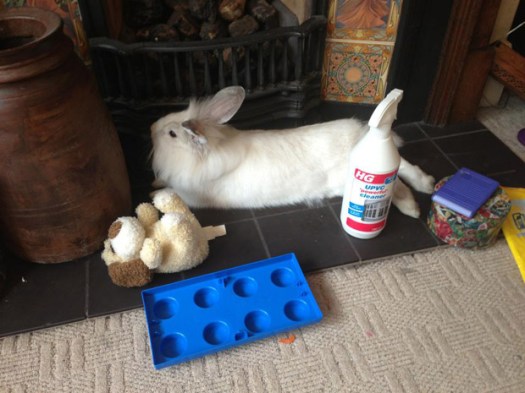 Have you seen Delilah, last seen in a Sandygate Road garden?