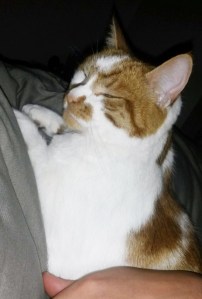 Have you seen this Benty Lane cat?