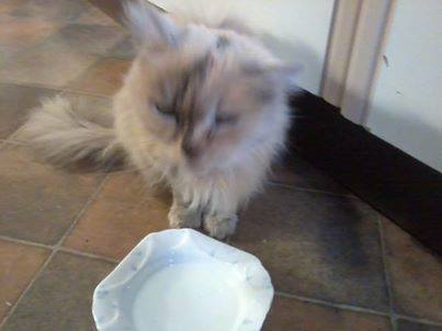 Cat found on Sandygate Road near golf course