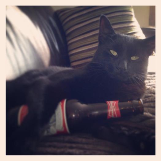 Have you seen Alfie the Cairns Road cat?