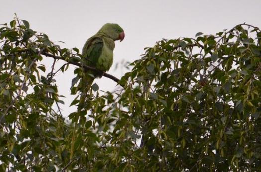 A parrot was spotted today on Stephen DriveA parrot was spotted today on Stephen Drive