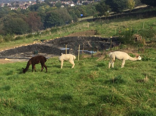 Crosspool alpacas