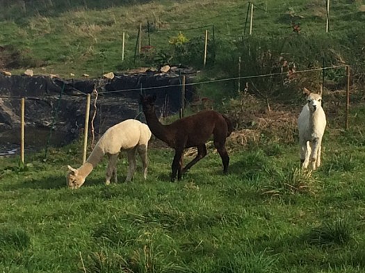 alpacas2
