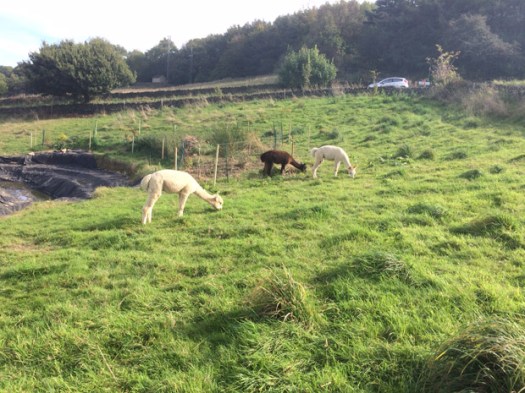 Crosspool alpacas