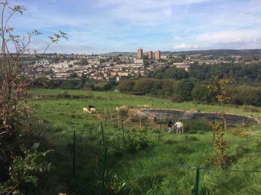 Crosspool alpacas on Holly Hagg