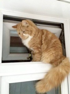 Do you recognise this cat?