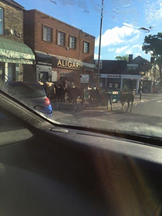 Cows in Crosspool precinct (photo: Liz Forrest)