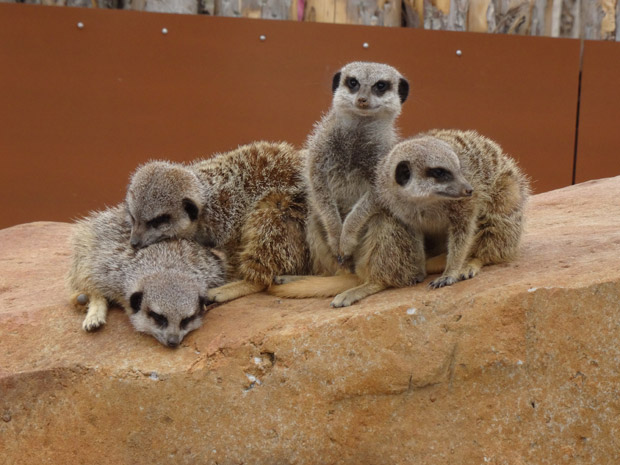 Photo 4 - meerkats. Vote for this at the bottom of the page