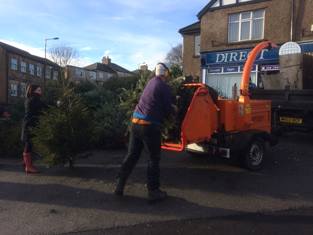 Shredding Christmas trees this morning