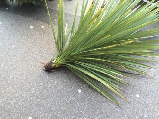 The head of the shrub