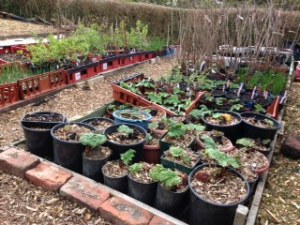 Hagg Lane allotments