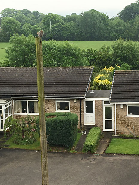 Typical game of cat and squirrel