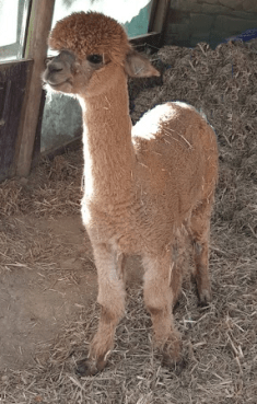 Holly Hagg alpaca