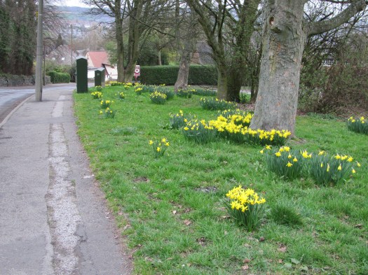 Spring on Moorbank Coldwell