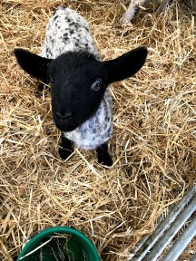 cute lamb